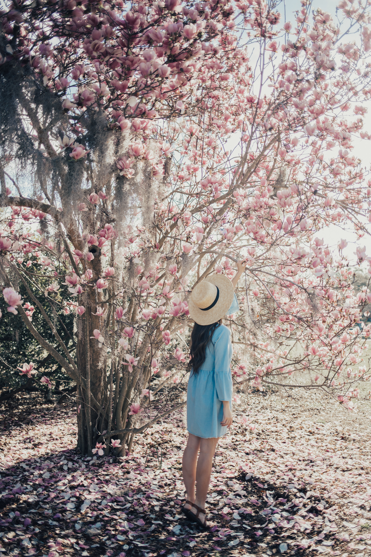 Something Sakura: Charleston South Carolina Hampton Park