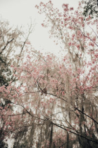 Something Sakura: Magnolia Gardens